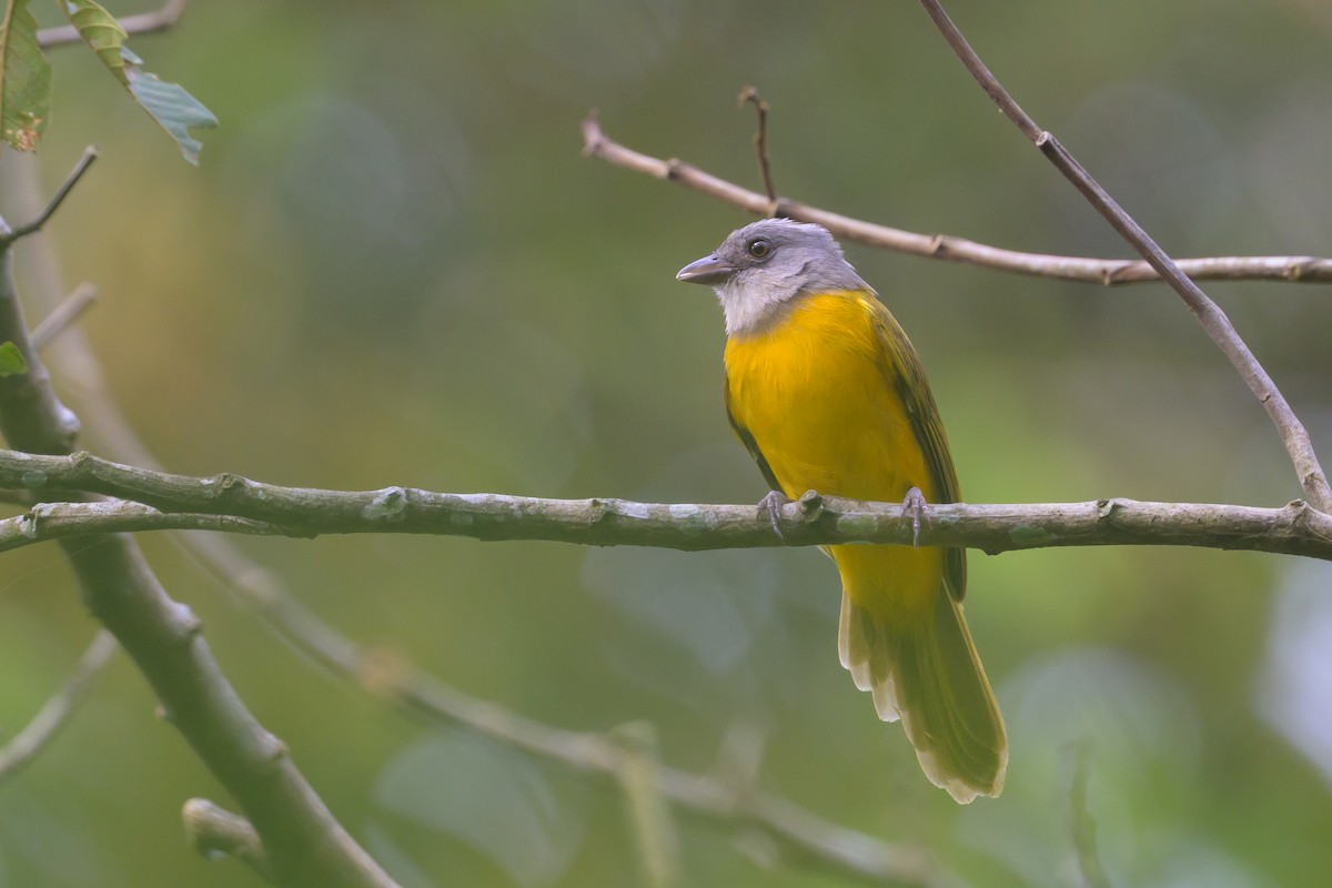 Gray-headed Tanager - ML638150066