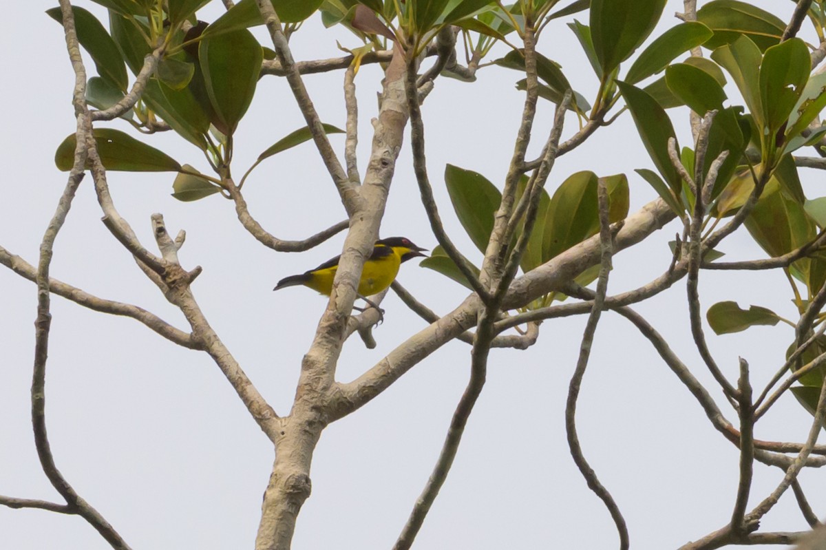 Yellow-bellied Dacnis - ML638150080