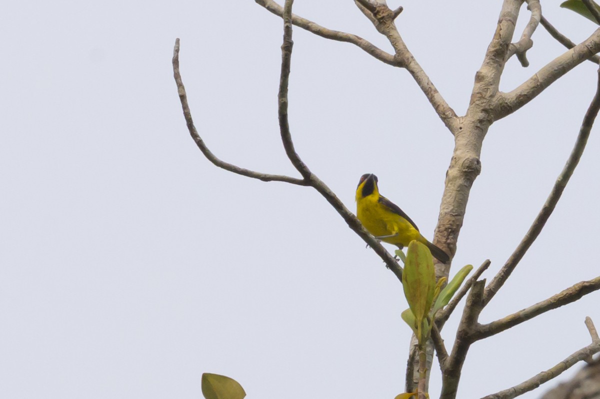 Yellow-bellied Dacnis - ML638150081