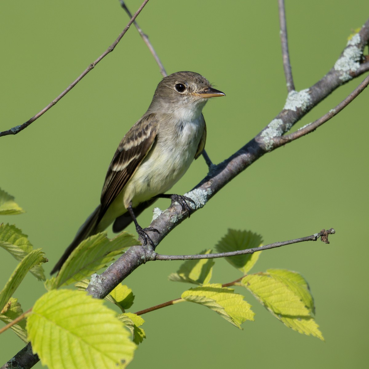 Willow Flycatcher - ML638150217