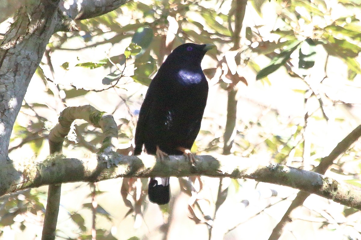 Satin Bowerbird - ML638150219