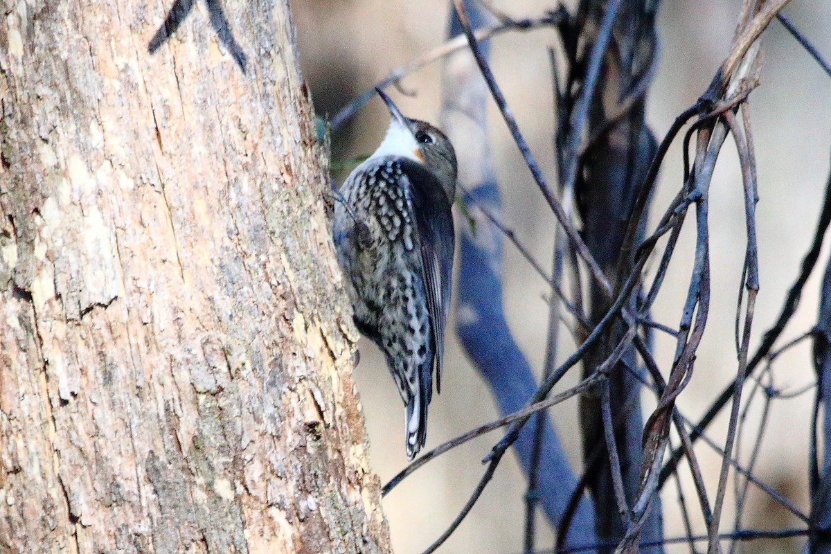 White-throated Treecreeper - ML638150232