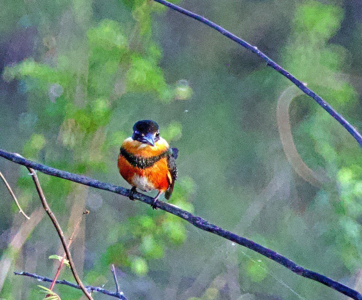 American Pygmy Kingfisher - ML638150346