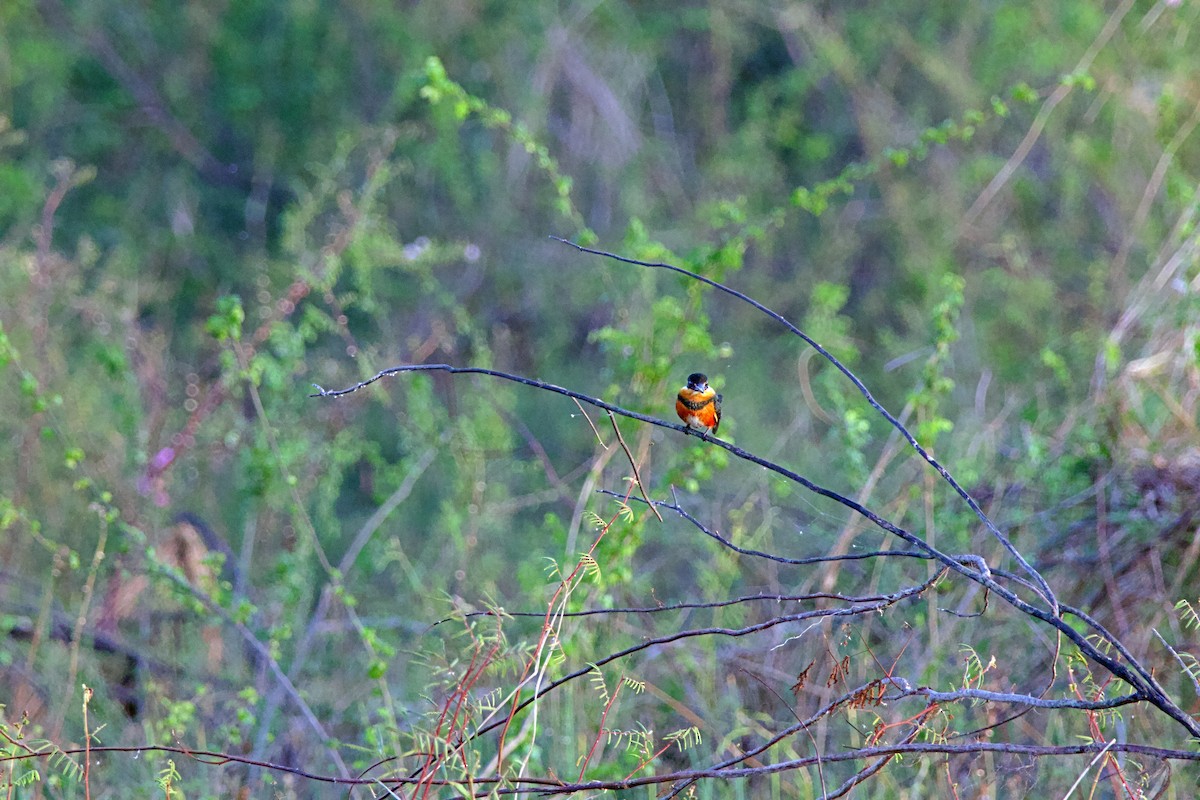 American Pygmy Kingfisher - ML638150347