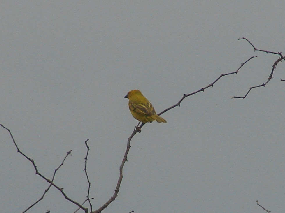 Holub's Golden-Weaver - ML638150375
