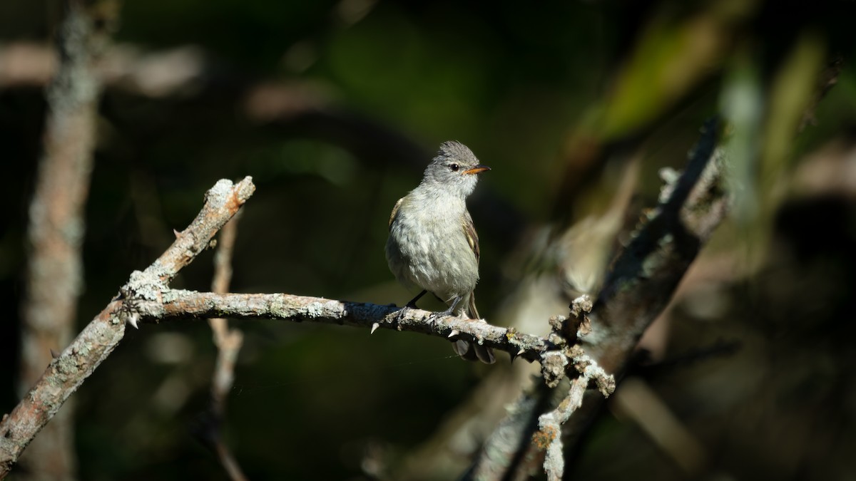 Southern Beardless-Tyrannulet - ML638150395