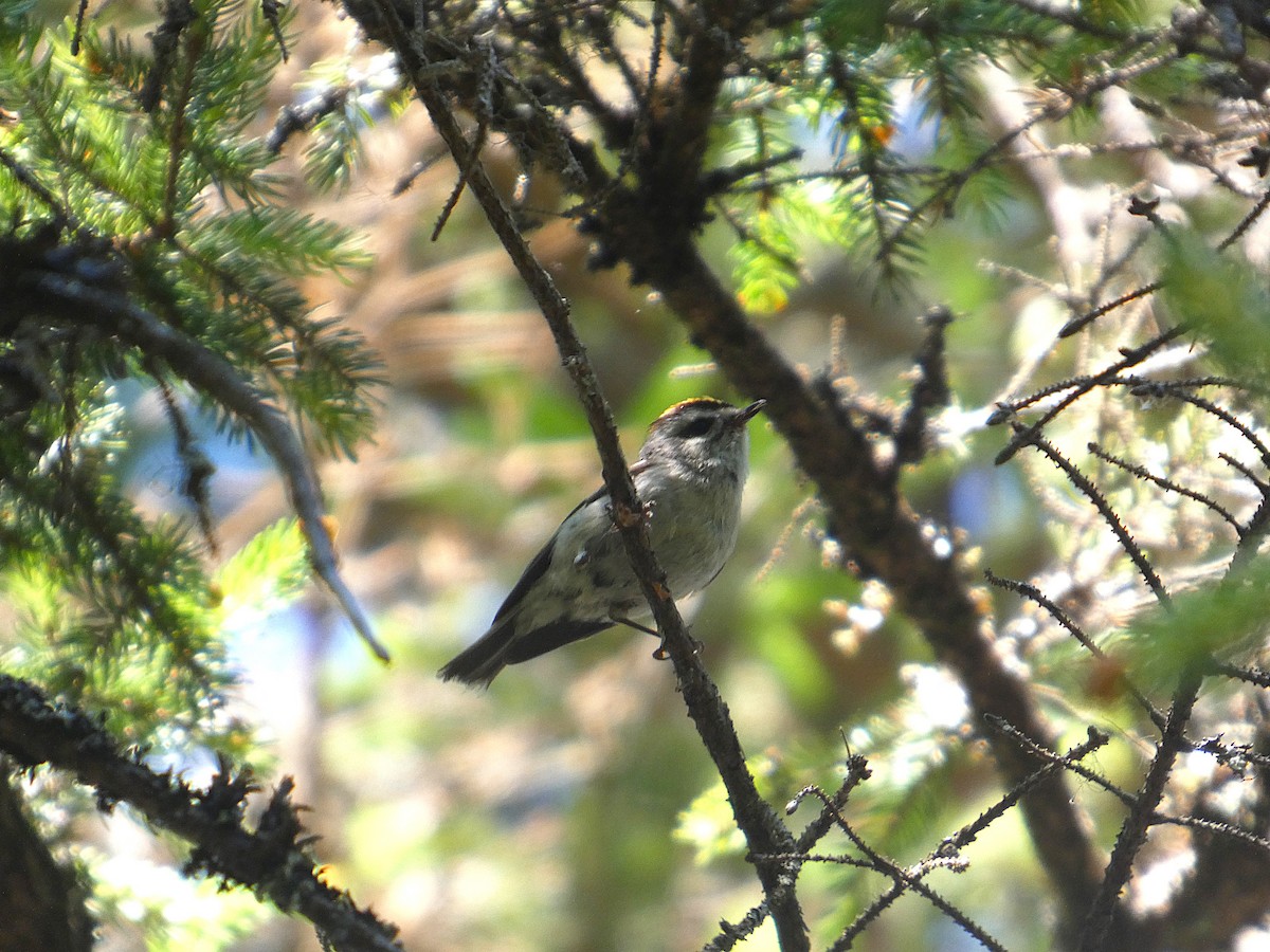 Golden-crowned Kinglet - ML638150398