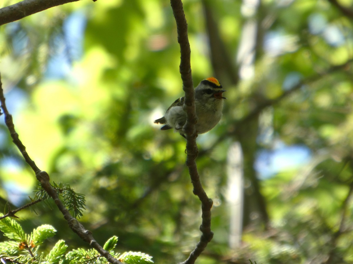 Golden-crowned Kinglet - ML638150407