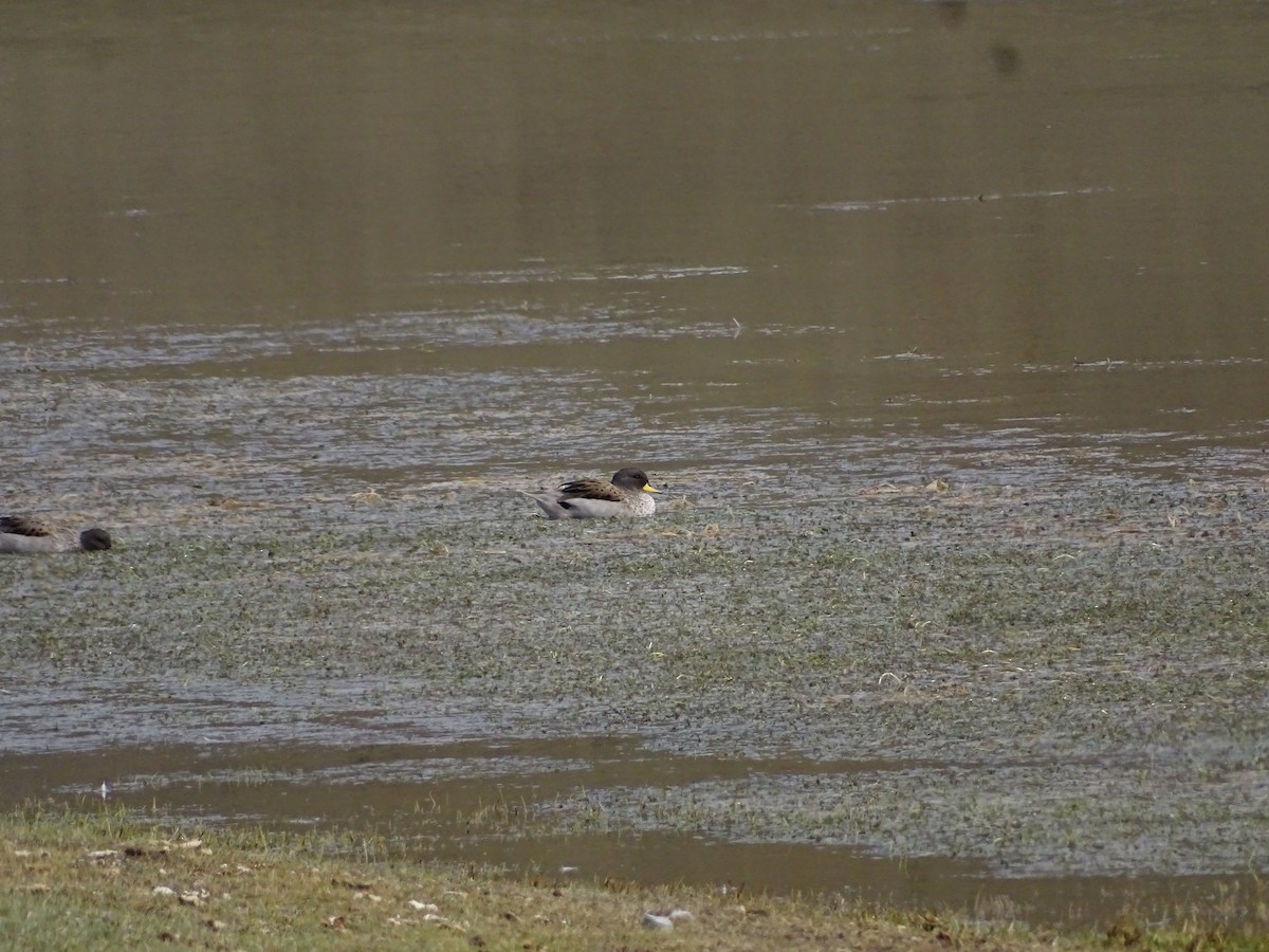 Yellow-billed Teal - ML638150456