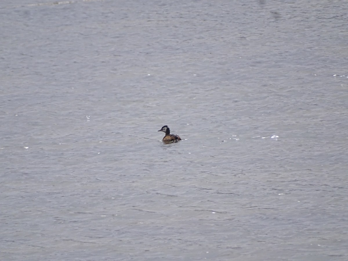 White-tufted Grebe - ML638150468