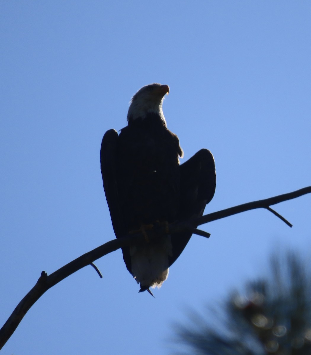Weißkopf-Seeadler - ML638150476