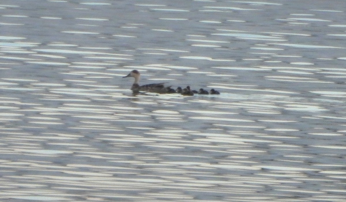 Marbled Duck - ML638150507