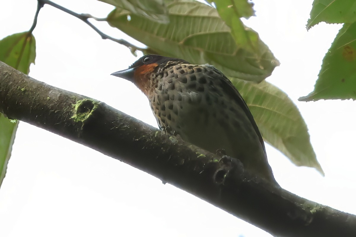 Rufous-throated Tanager - ML638150512