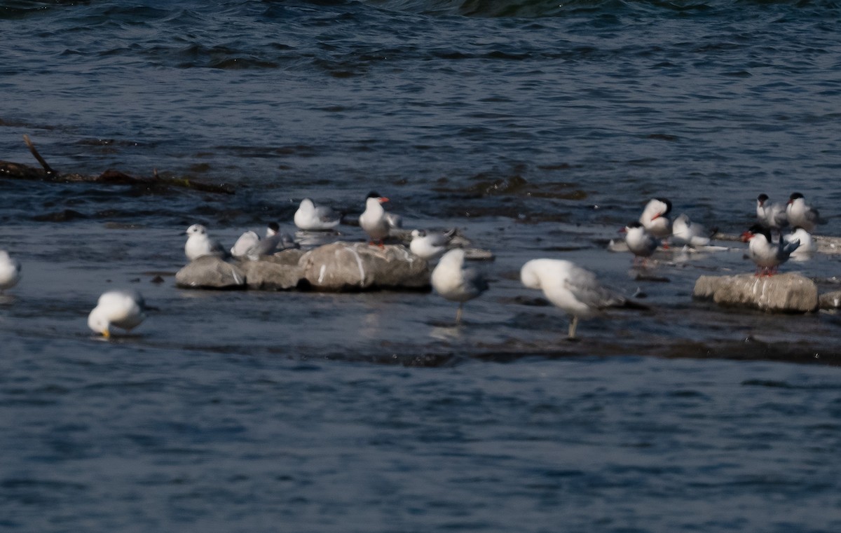 Little Gull - ML638150520