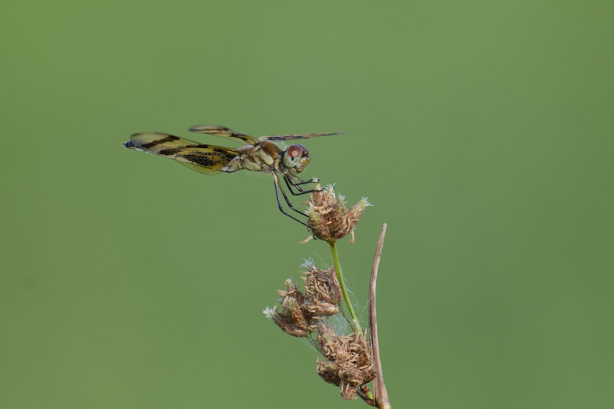 Insects - ML638150581