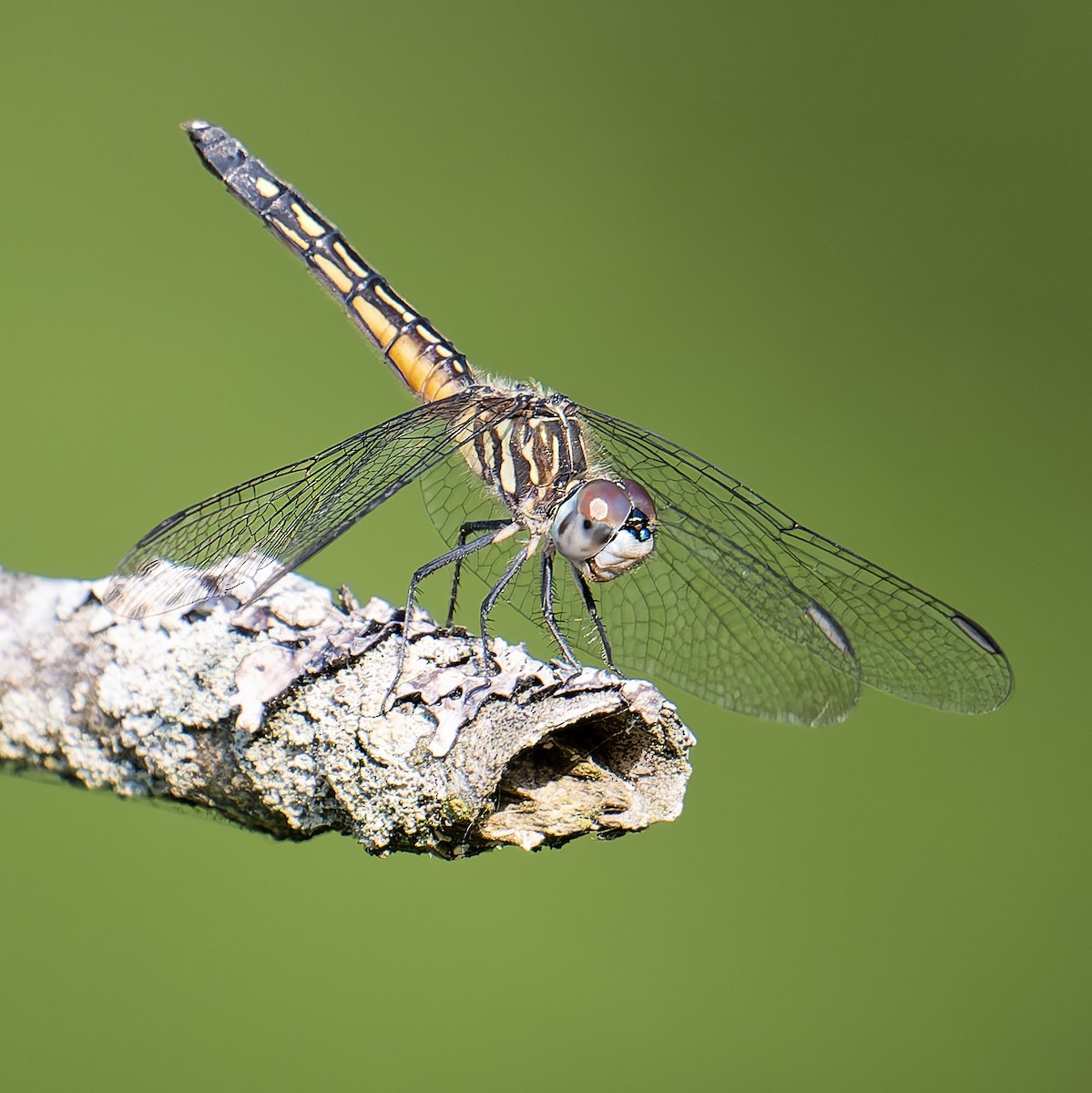 Insects - ML638150582
