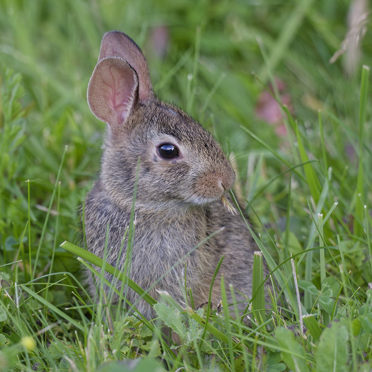 Eastern Cottontail - ML638150583