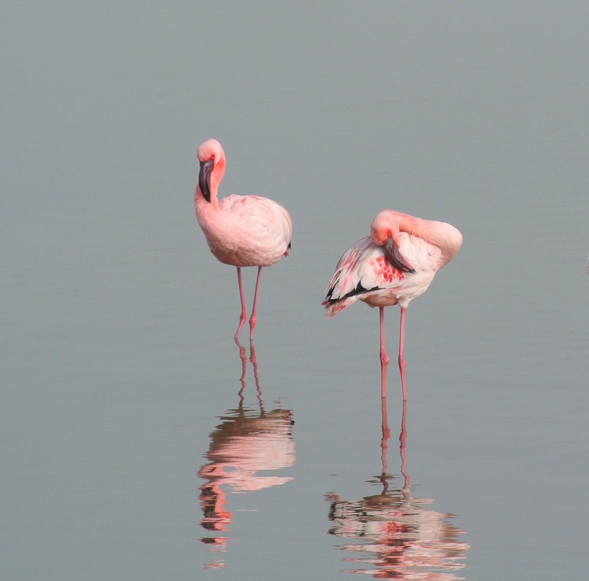 Lesser Flamingo - ML638150619