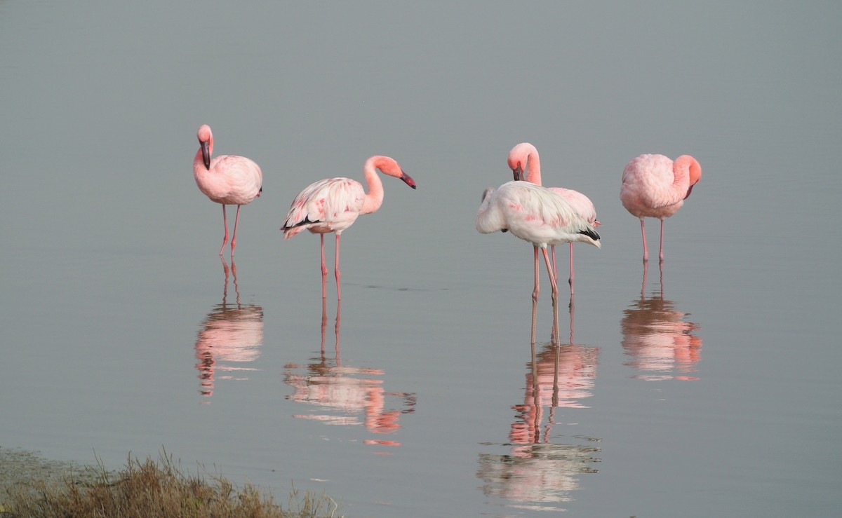 Lesser Flamingo - ML638150620