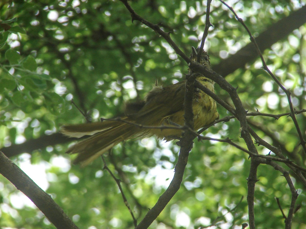 Yellow-bellied Greenbul - ML638150652