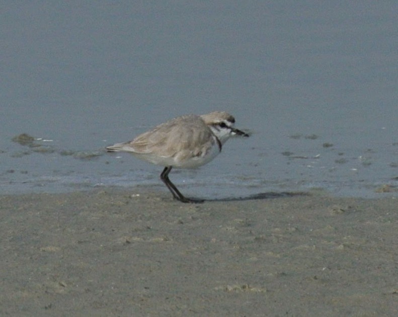 Chestnut-banded Plover - ML638150653