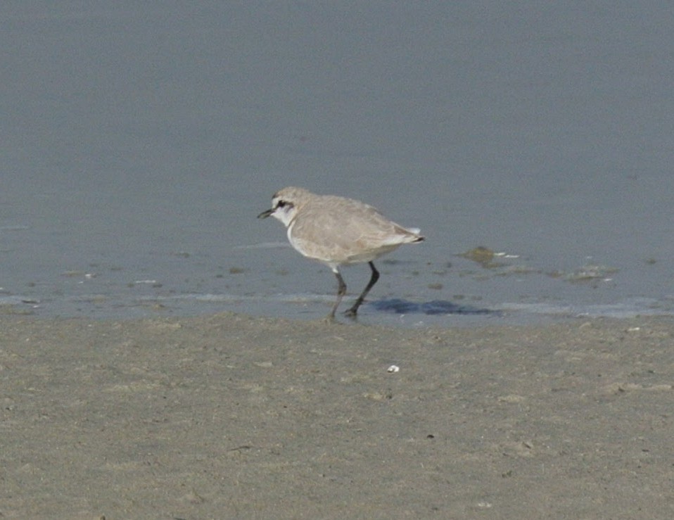 Chestnut-banded Plover - ML638150654