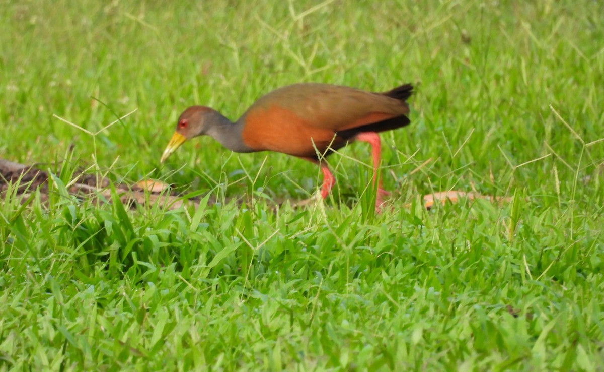 Gray-cowled Wood-Rail - ML638150673