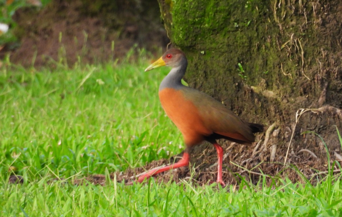 Gray-cowled Wood-Rail - ML638150674