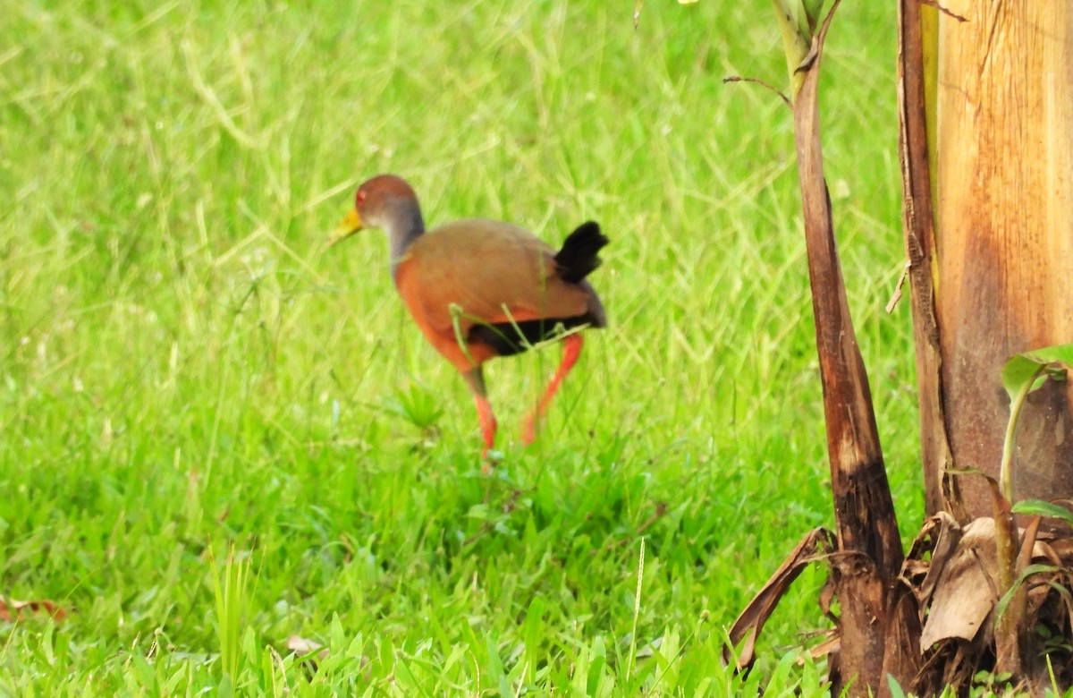 Gray-cowled Wood-Rail - ML638150682