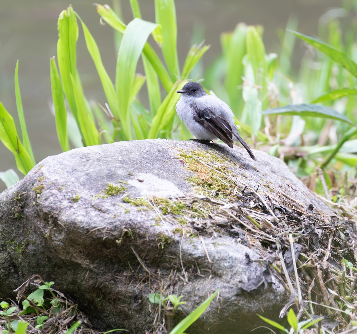Torrent Tyrannulet - ML638150704