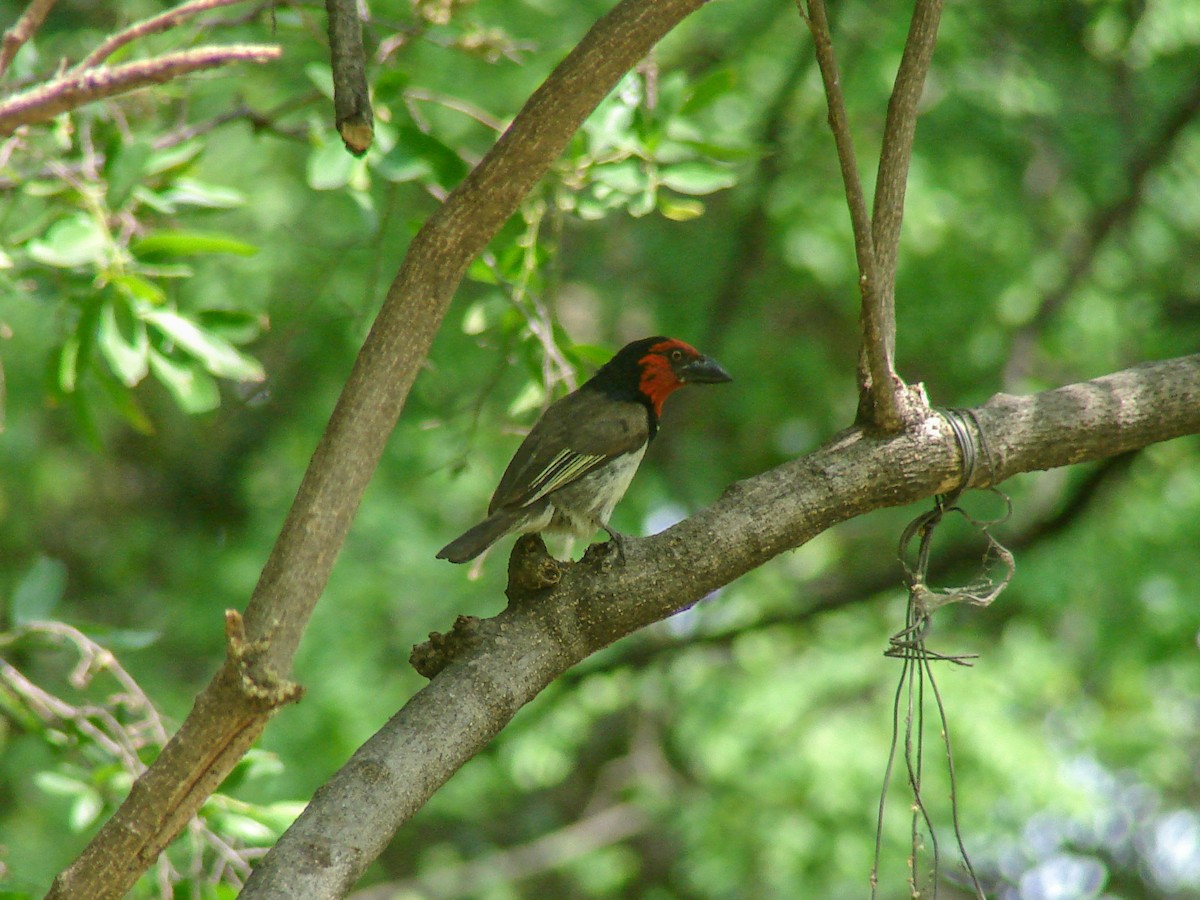 Black-collared Barbet - ML638150719