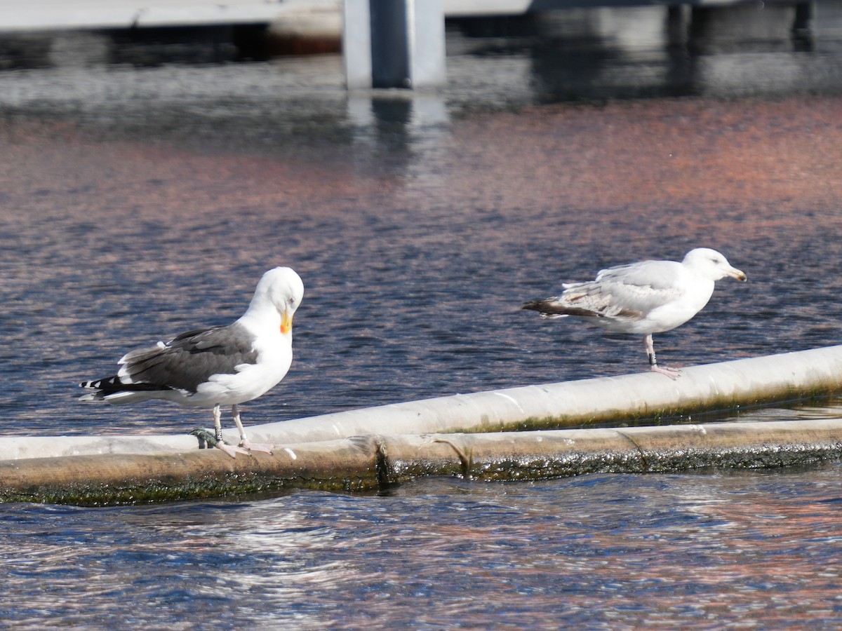 Great Black-backed Gull - ML638150739