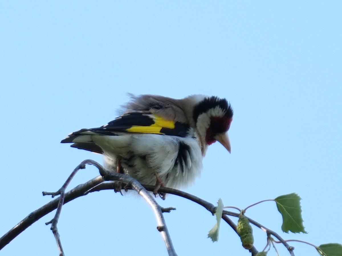 European Goldfinch - ML638150747