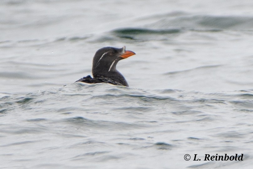 Rhinoceros Auklet - ML638150754