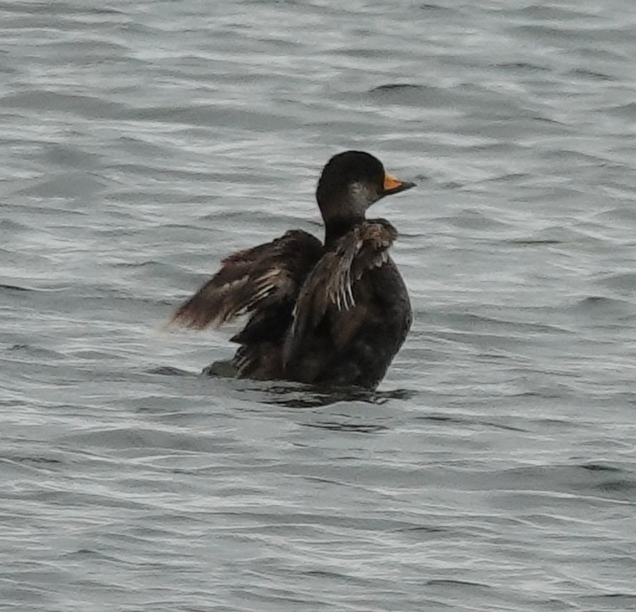 Black Scoter - ML638150767