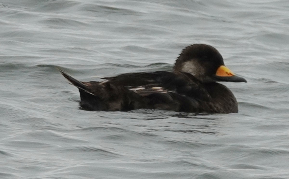 Black Scoter - ML638150768