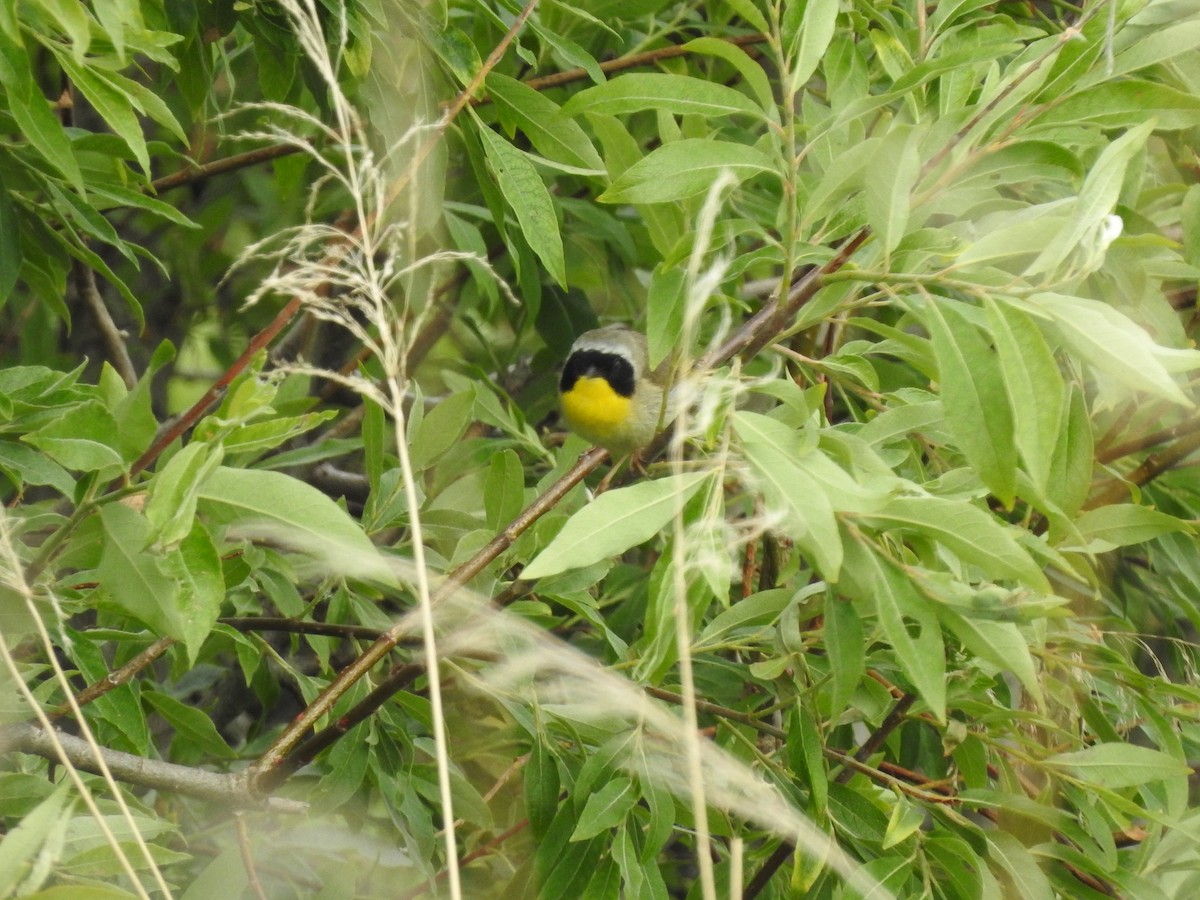 Common Yellowthroat - ML638150800