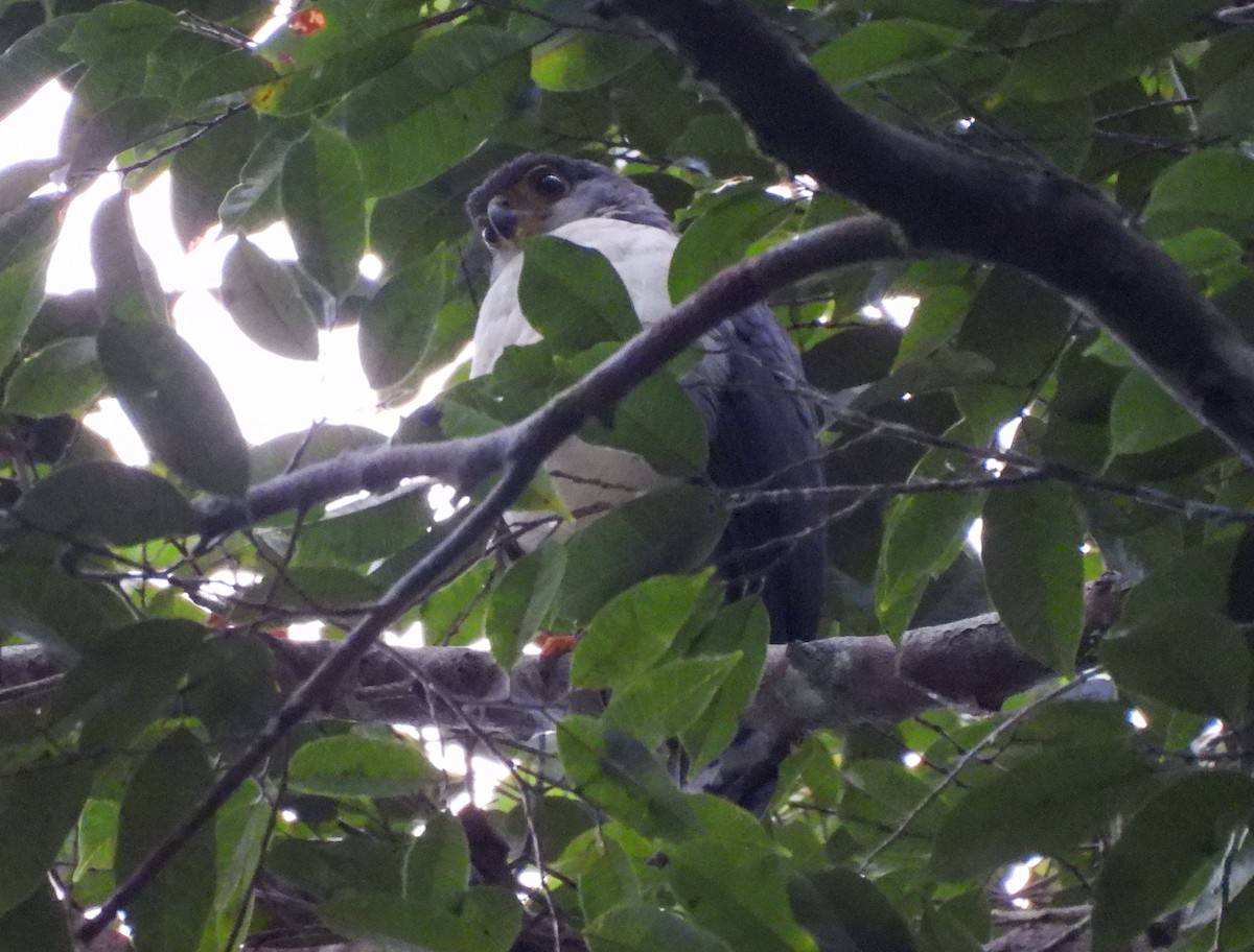 Slaty-backed Forest-Falcon - ML638150811