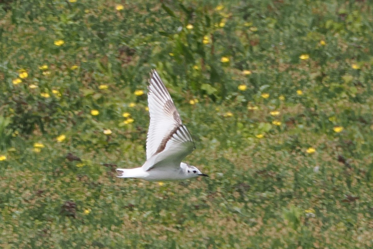 Little Gull - ML638150824
