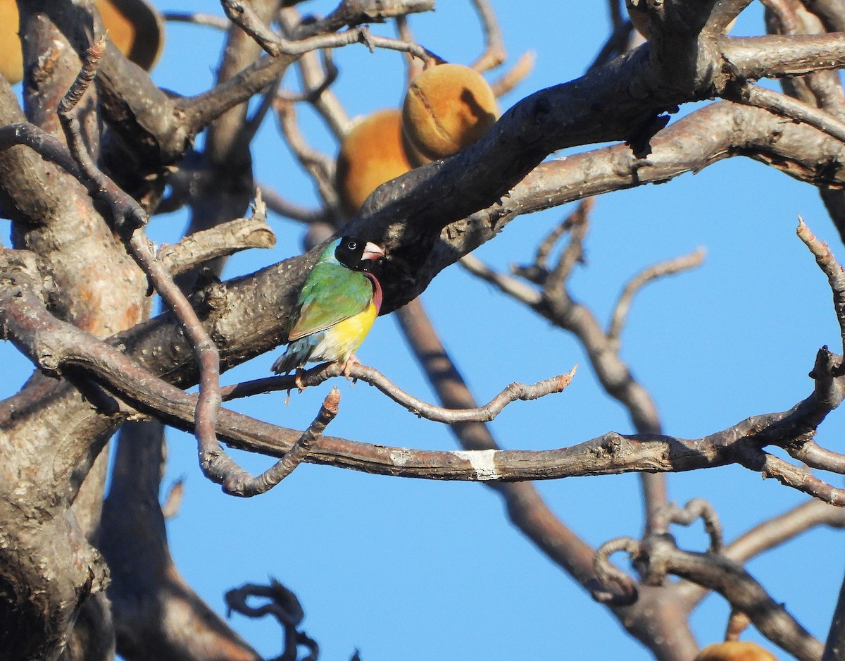 Gouldian Finch - ML638150831