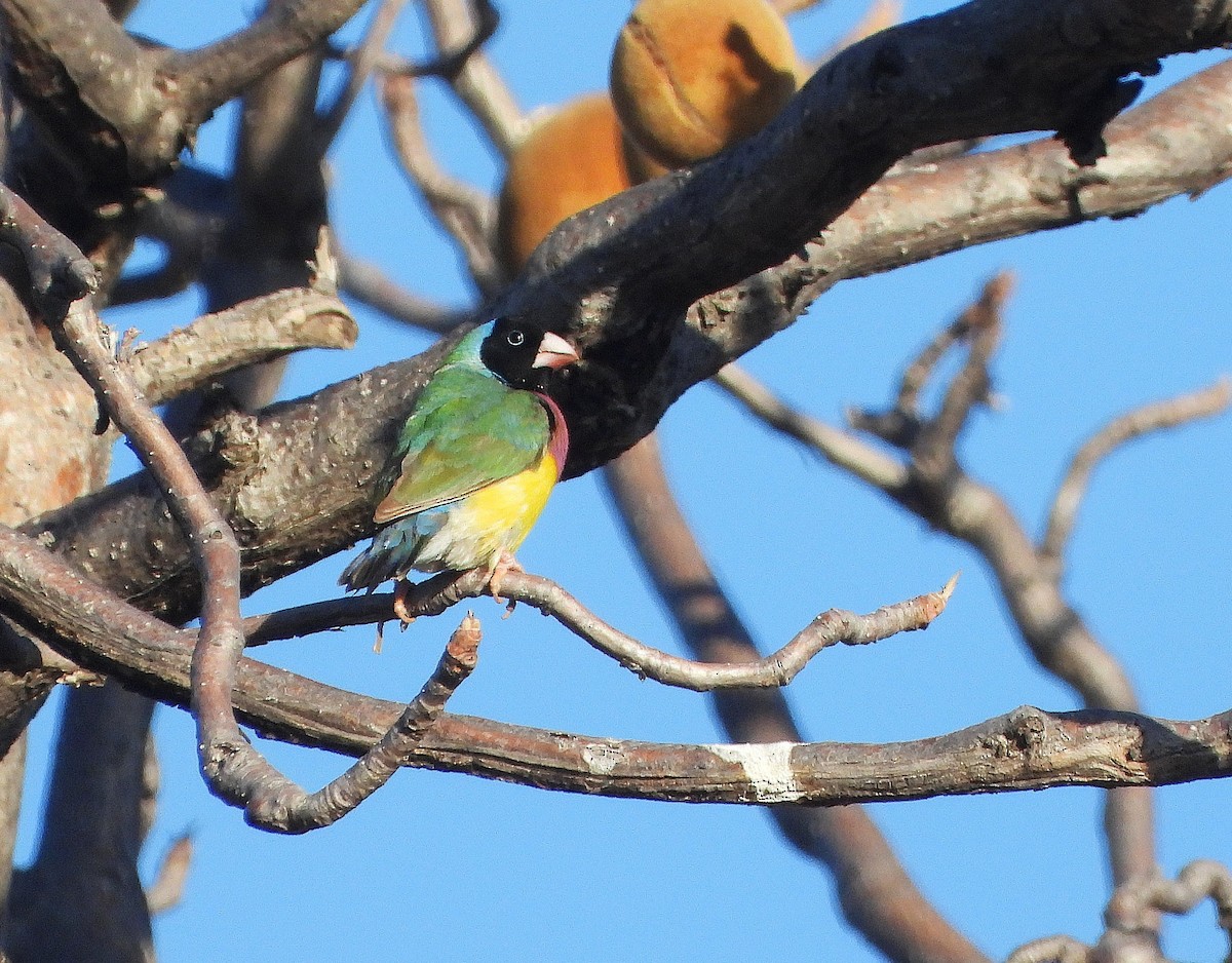Gouldian Finch - ML638150845