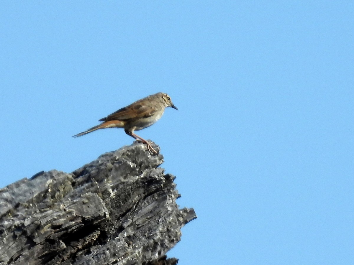 Rufous Songlark - ML638150860