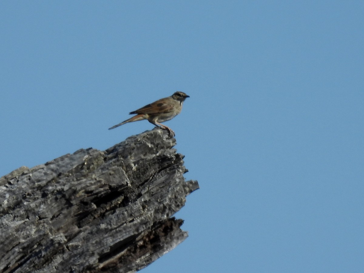 Rufous Songlark - ML638150861