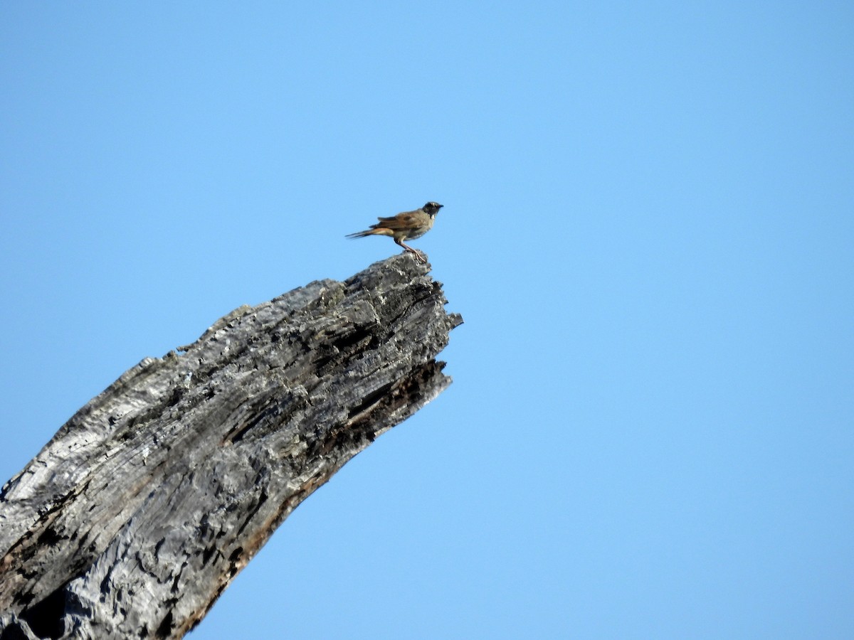 Rufous Songlark - ML638150862