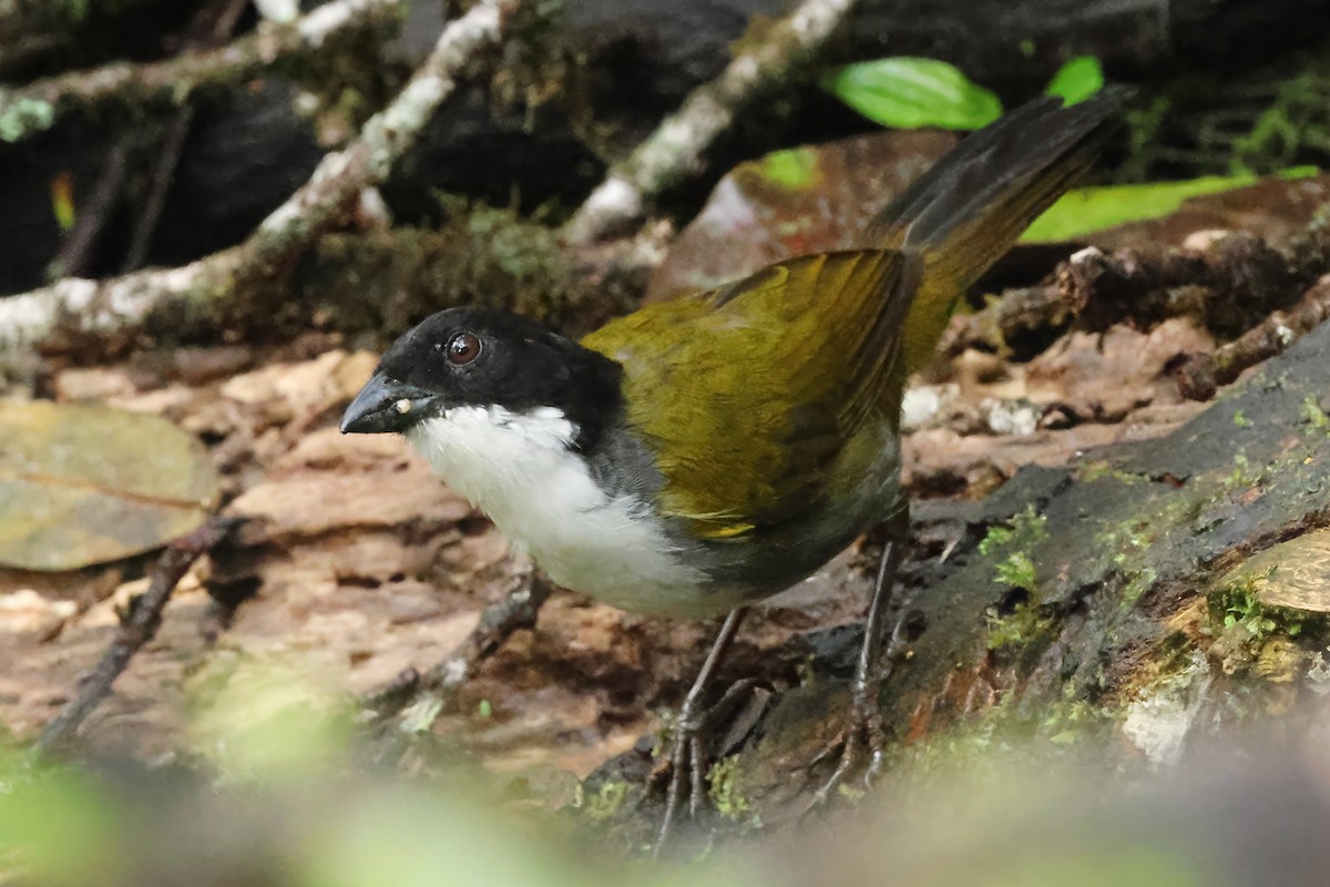 Black-headed Brushfinch - ML638150863