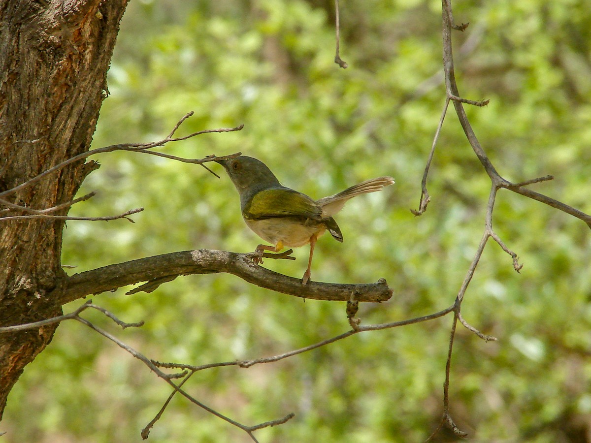 Green-backed Camaroptera - ML638150873