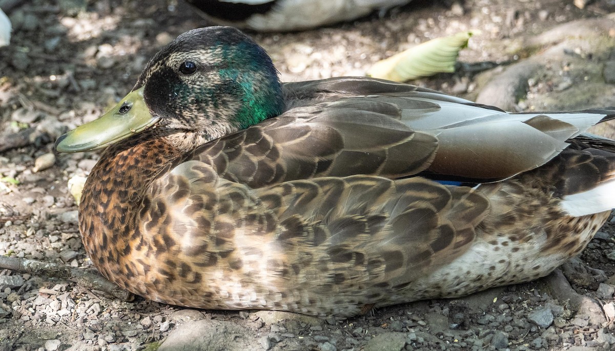 Mallard x American Black Duck (hybrid) - ML638150888