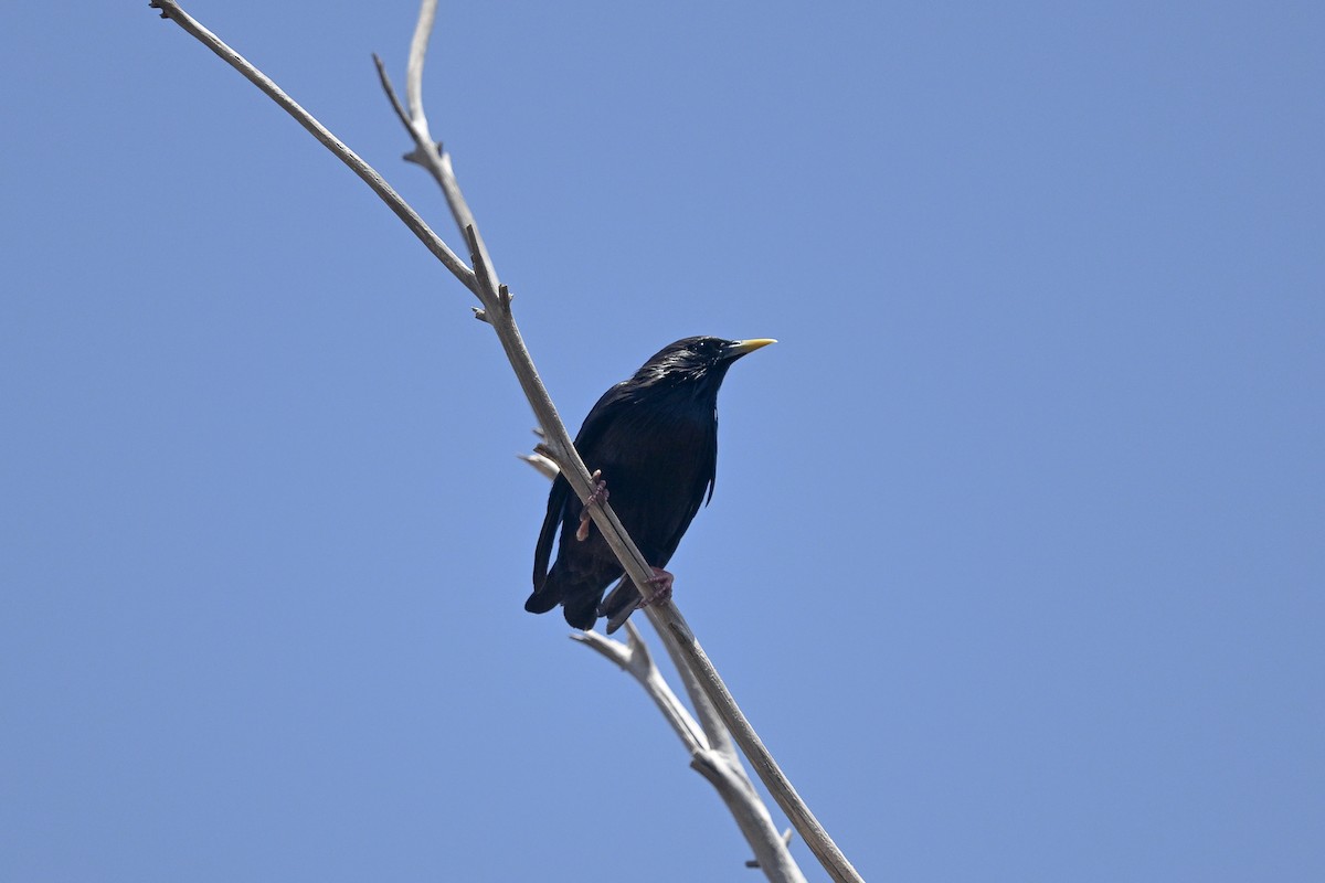 Spotless Starling - ML638150913