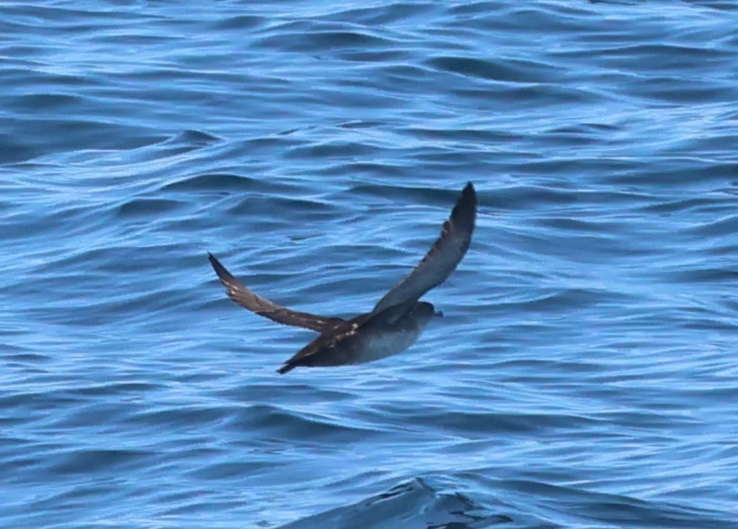 Balearic Shearwater - ML638150930