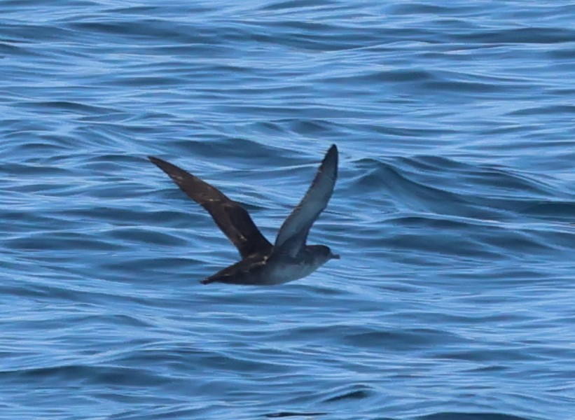 Balearic Shearwater - ML638150931
